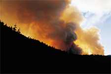 Forest Fire