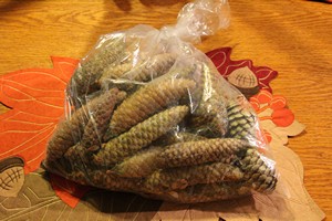 Pinecones unopened