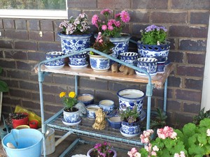 Pot Plants