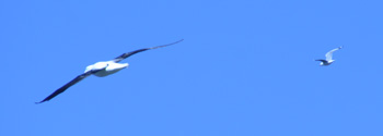 albatross