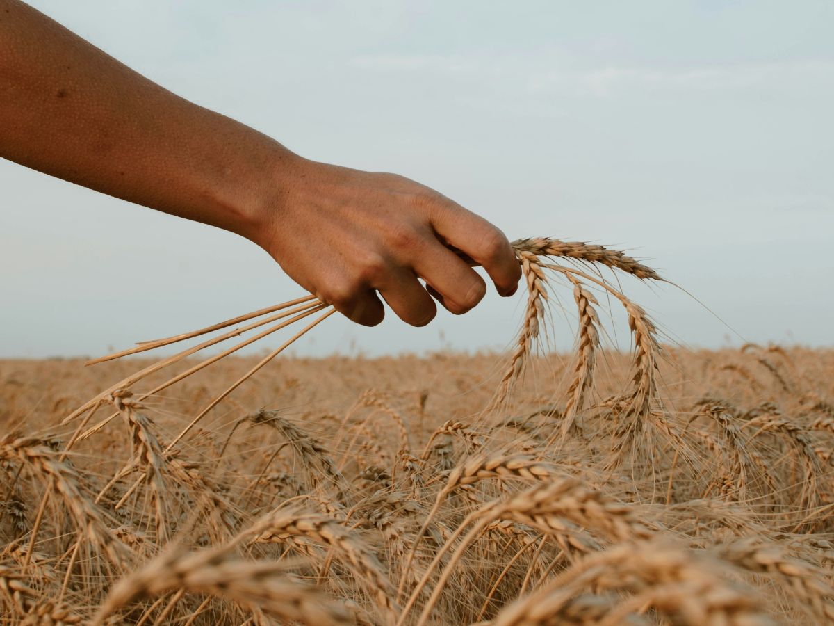 Harvest SM