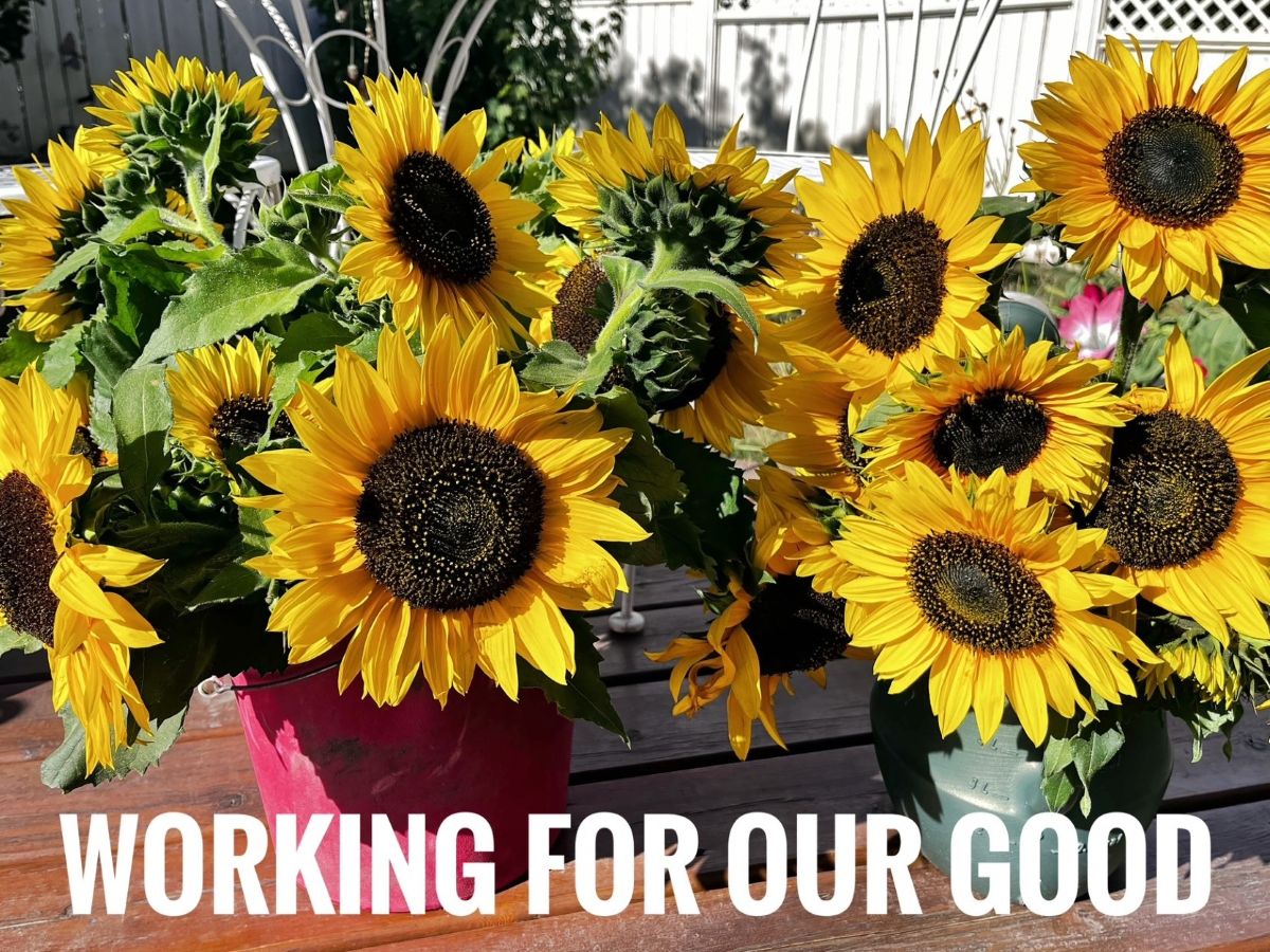 Sunflowers 1 SM